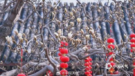 北京颐和园玉兰绽放美如壁纸