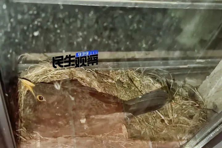 家中突现“小客人”,筑巢又生蛋,主人着急了:“如何与它相处?” 家中突现“小客人”,筑巢又生蛋,主人着急了:“如何与它相处?”