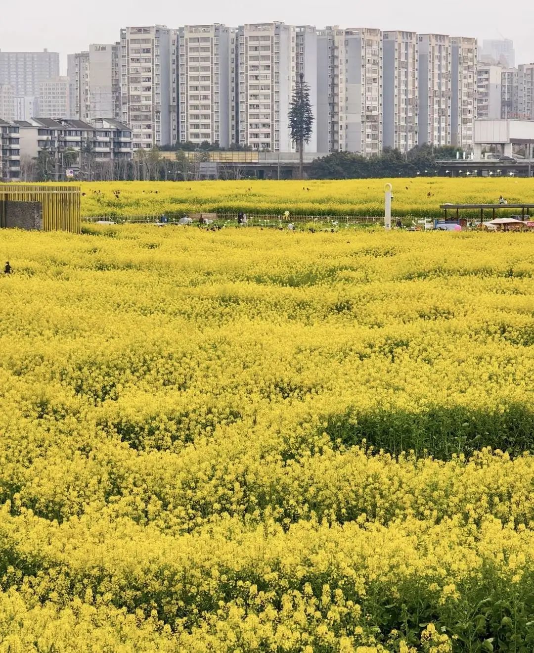 一个周末赚3000元！年轻人“追油菜花” ，收费摄影“赚麻了”