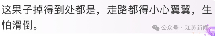 当心！近期江苏街头大量出现紫黑色的香樟树籽，沾上果浆很难清洗