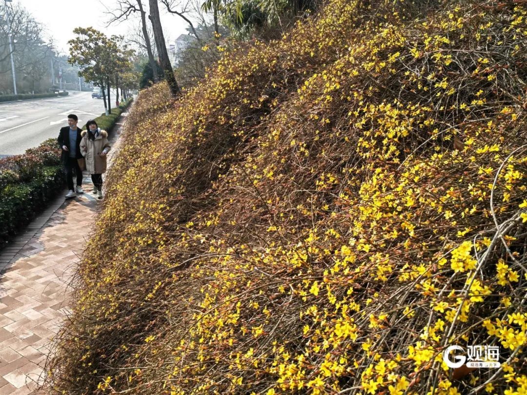 直冲17℃，青岛开启“火箭式”升温！最让人惊喜的还有……
