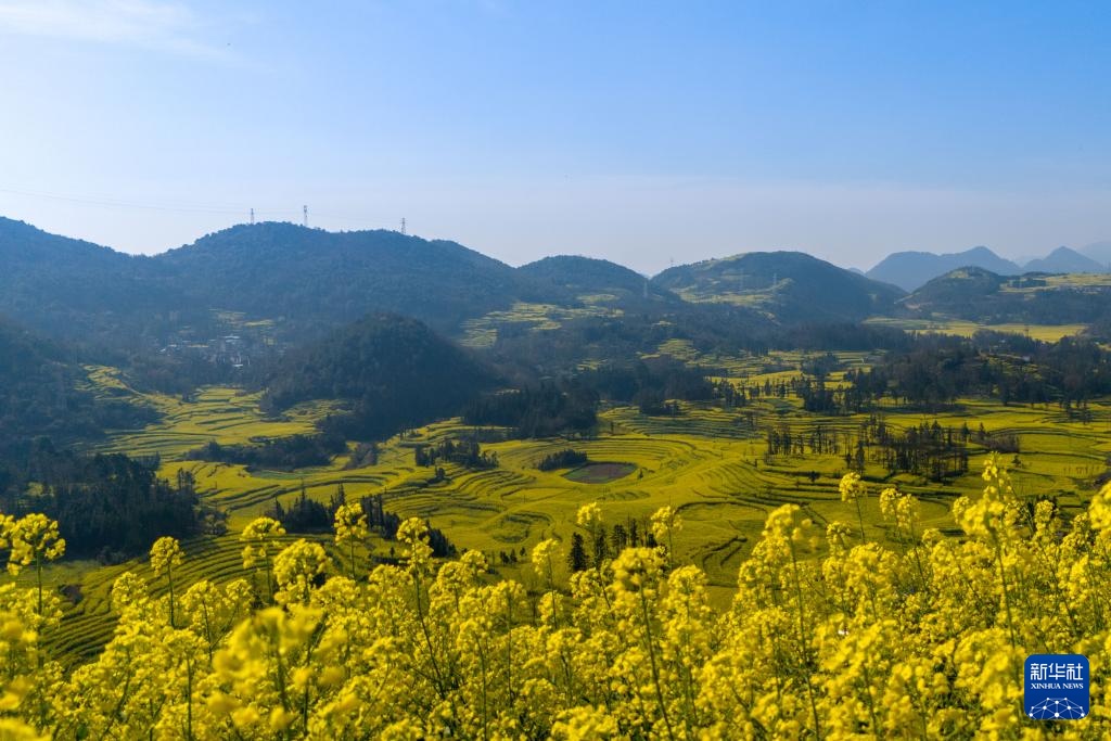 云南罗平:油菜花开春意浓 云南罗平:油菜花开春意浓