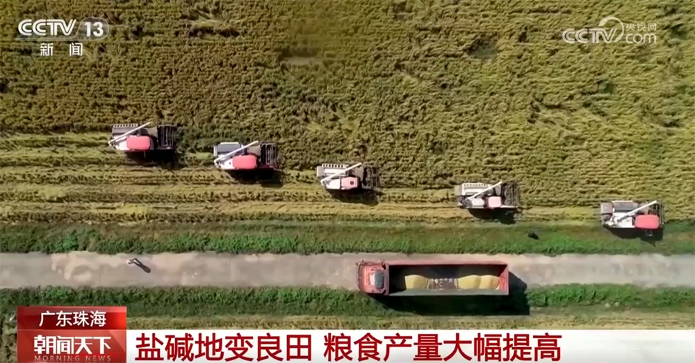 “良种+良法+良技”让盐碱地变良田 希望的田野绘就好“丰”景