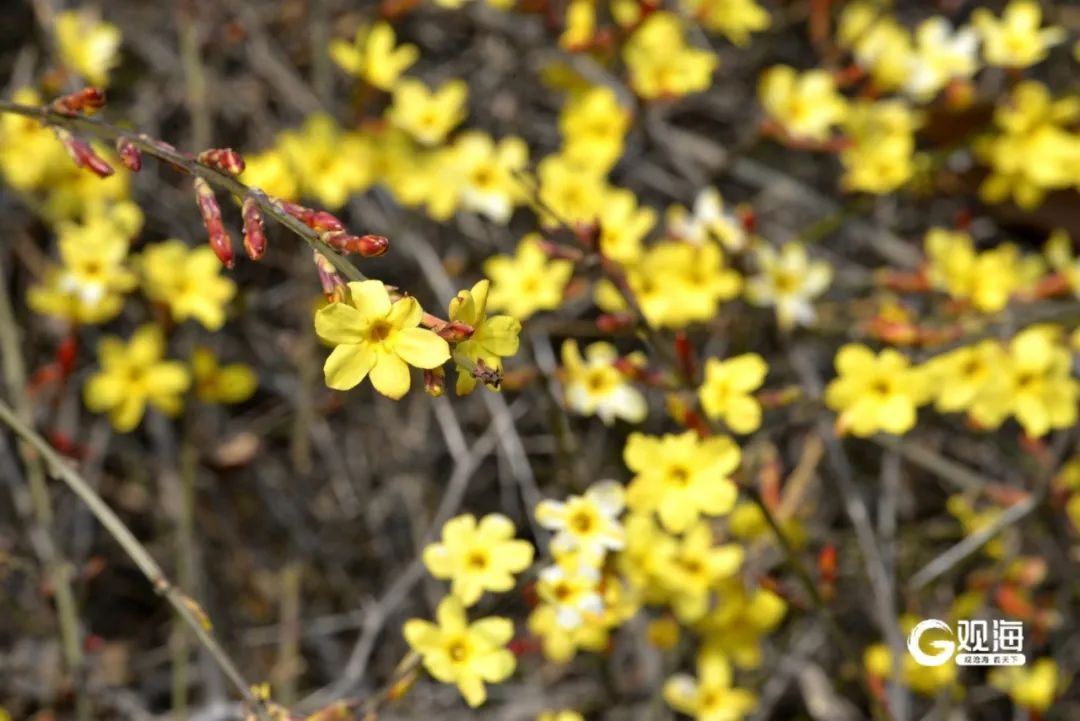 直冲17℃，青岛开启“火箭式”升温！最让人惊喜的还有……