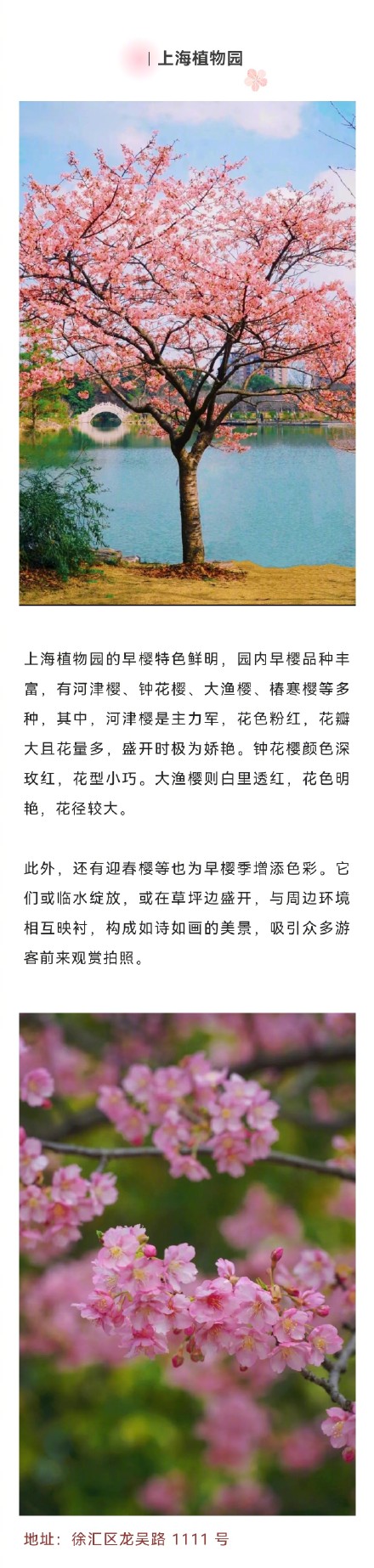上海这波早樱6个地方美出圈，你去过哪个？