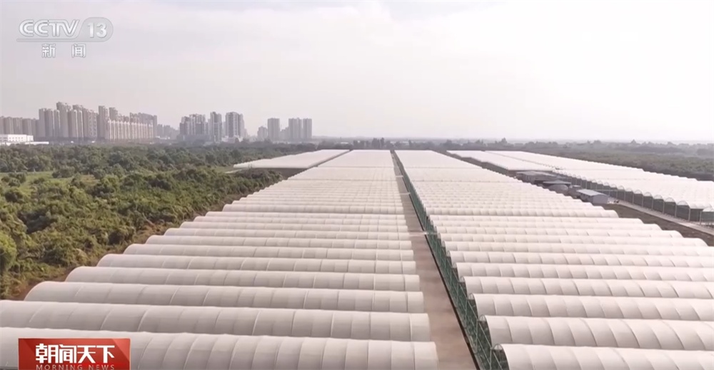 “良种+良法+良技”让盐碱地变良田 希望的田野绘就好“丰”景