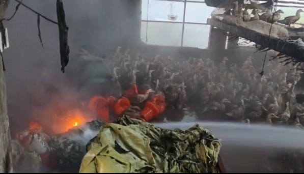 1200只鸭子一夜消失！凶手竟是TA？