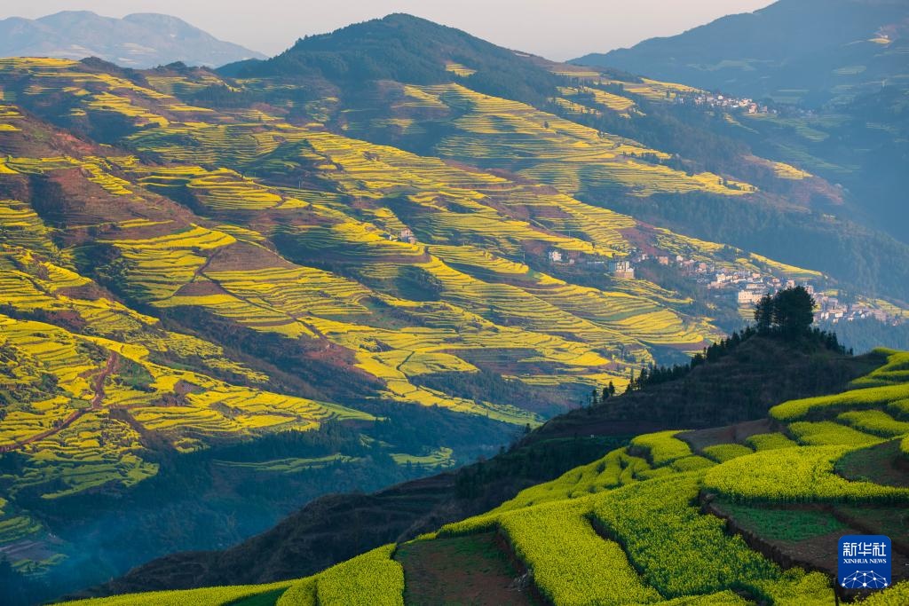 云南罗平:油菜花开春意浓 云南罗平:油菜花开春意浓