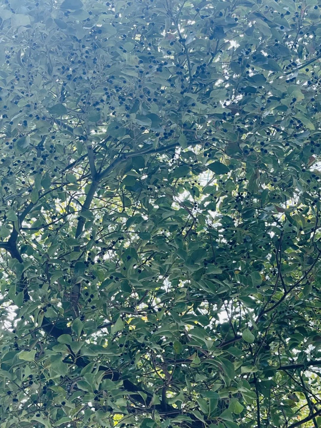 西安街头已出现!别碰,快躲开! 西安街头已出现!别碰,快躲开!