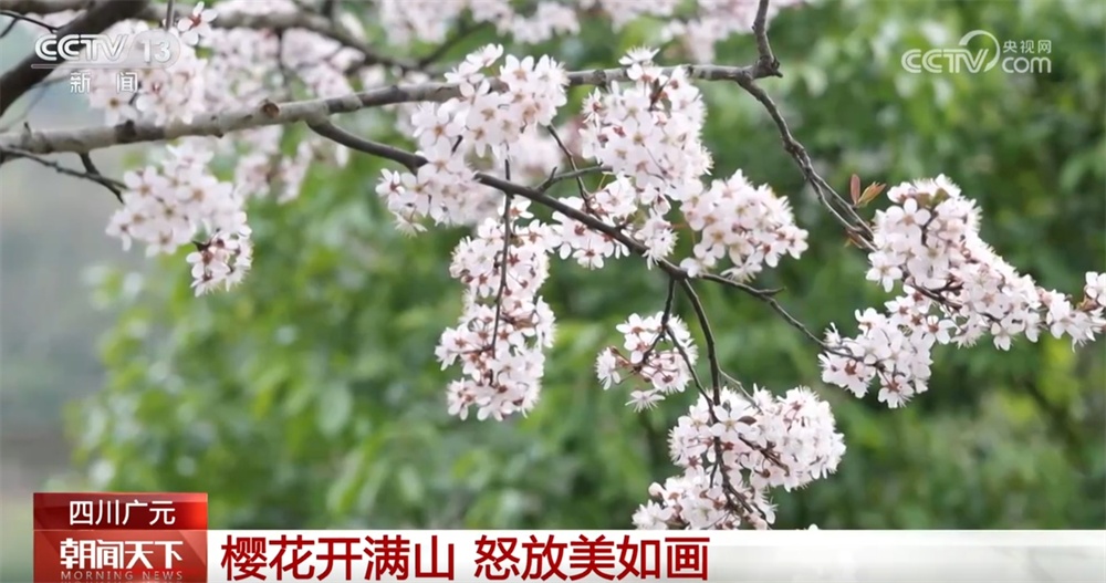 “赏花游”“文化游”“滨海游”热力涌动 文旅融合新业态激活发展新动能