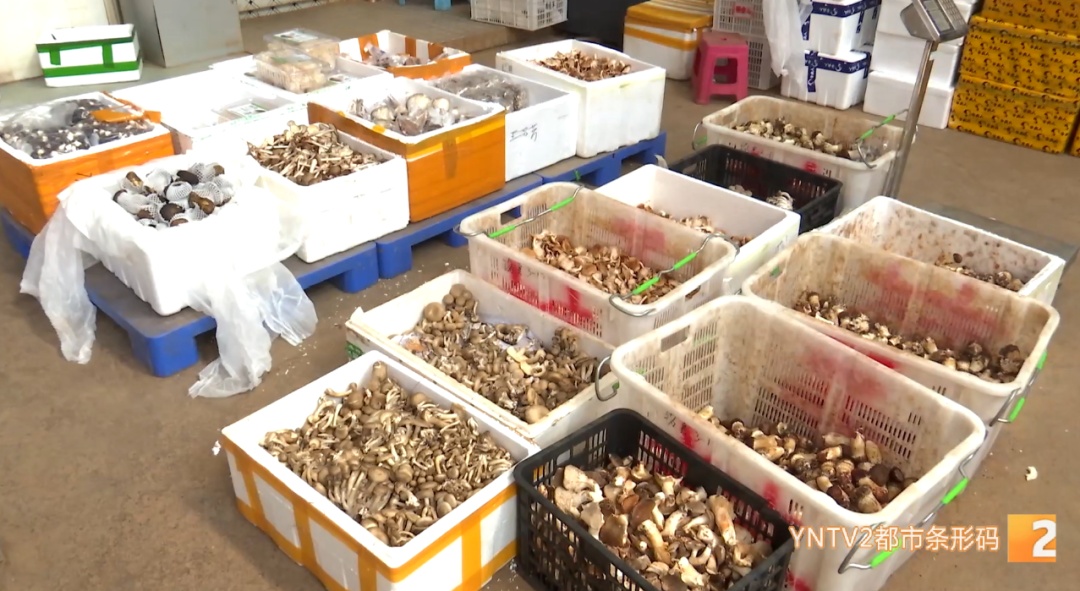 价格近乎“腰斩”!这类菌子正在热销 价格近乎“腰斩”!这类菌子正在热销