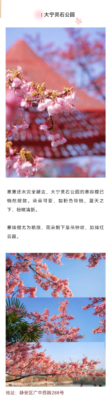 上海这波早樱6个地方美出圈，你去过哪个？