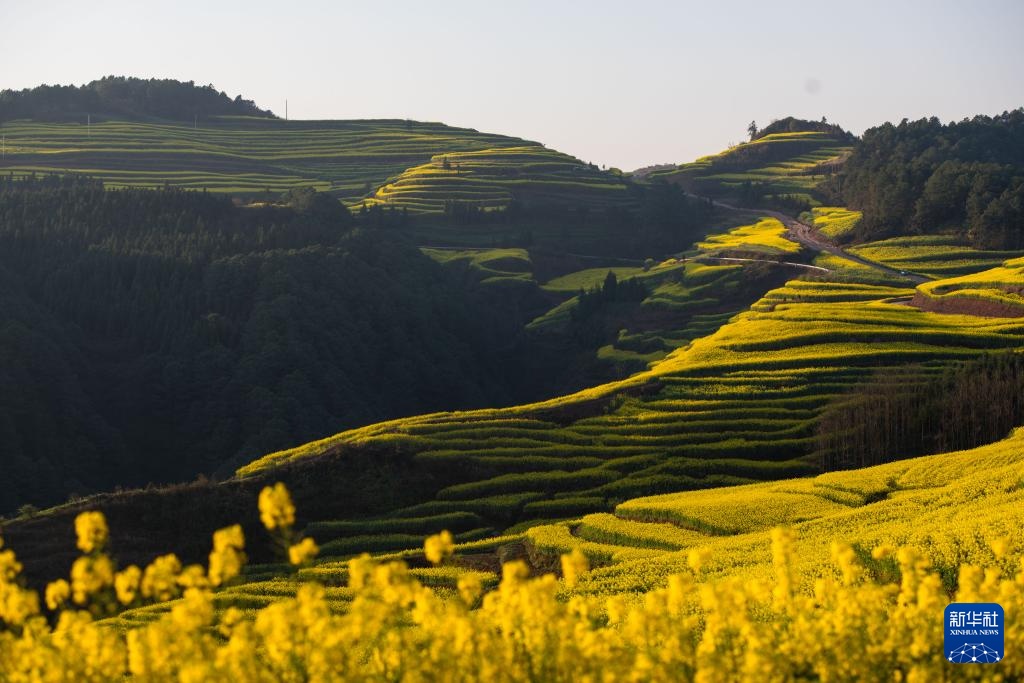云南罗平:油菜花开春意浓 云南罗平:油菜花开春意浓