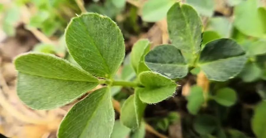 “三月荠菜正鲜嫩”,出门“打野”需谨慎 “三月荠菜正鲜嫩”,出门“打野”需谨慎