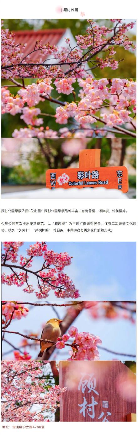 上海这波早樱6个地方美出圈，你去过哪个？