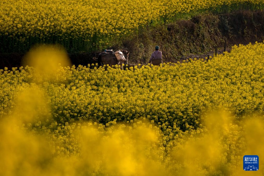 云南罗平:油菜花开春意浓 云南罗平:油菜花开春意浓