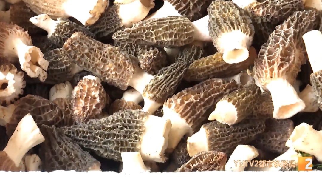 价格近乎“腰斩”!这类菌子正在热销 价格近乎“腰斩”!这类菌子正在热销