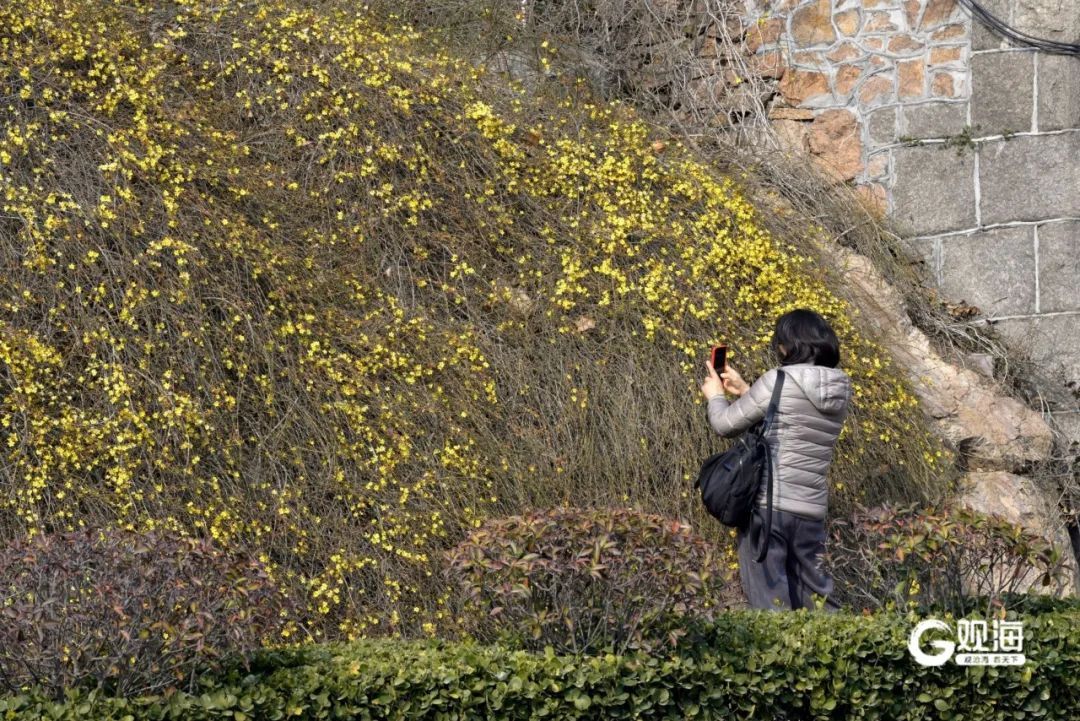 直冲17℃，青岛开启“火箭式”升温！最让人惊喜的还有……