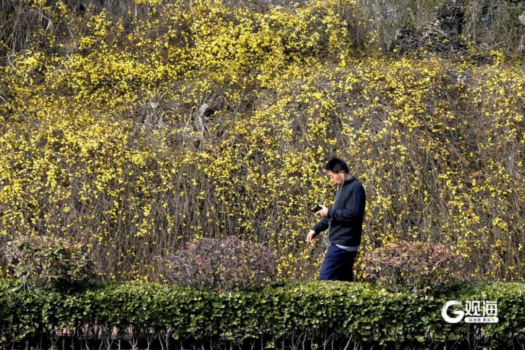 直冲17℃，青岛开启“火箭式”升温！最让人惊喜的还有……