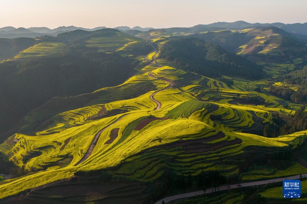 云南罗平:油菜花开春意浓 云南罗平:油菜花开春意浓