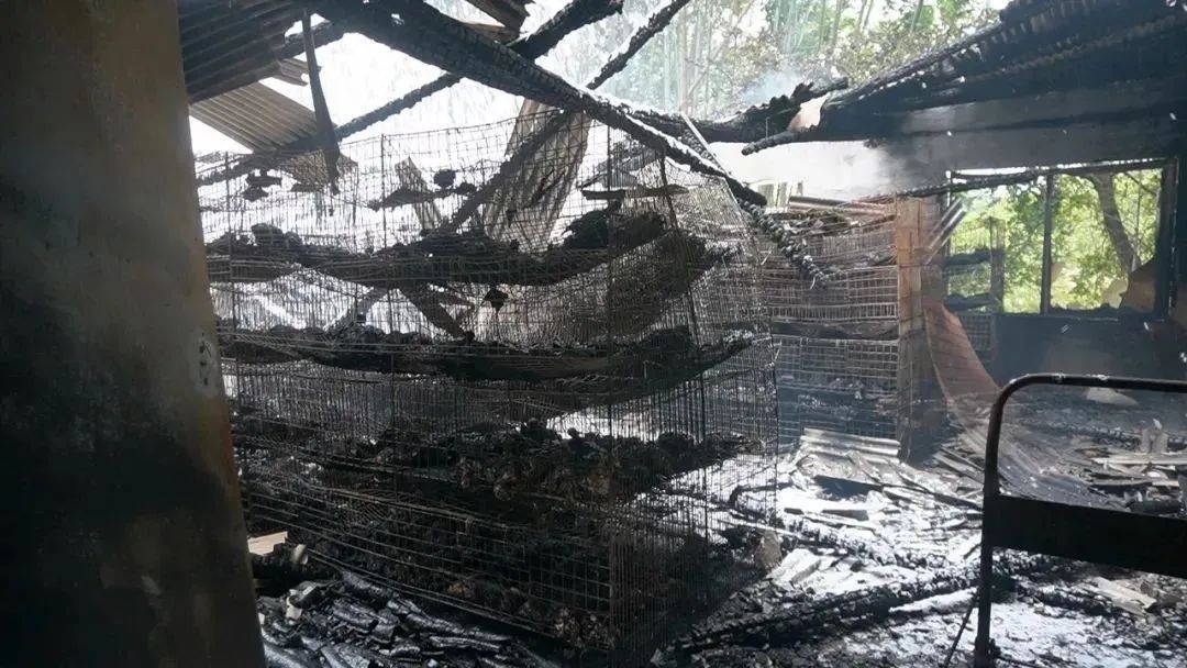 1200只鸭子一夜消失！凶手竟是TA？