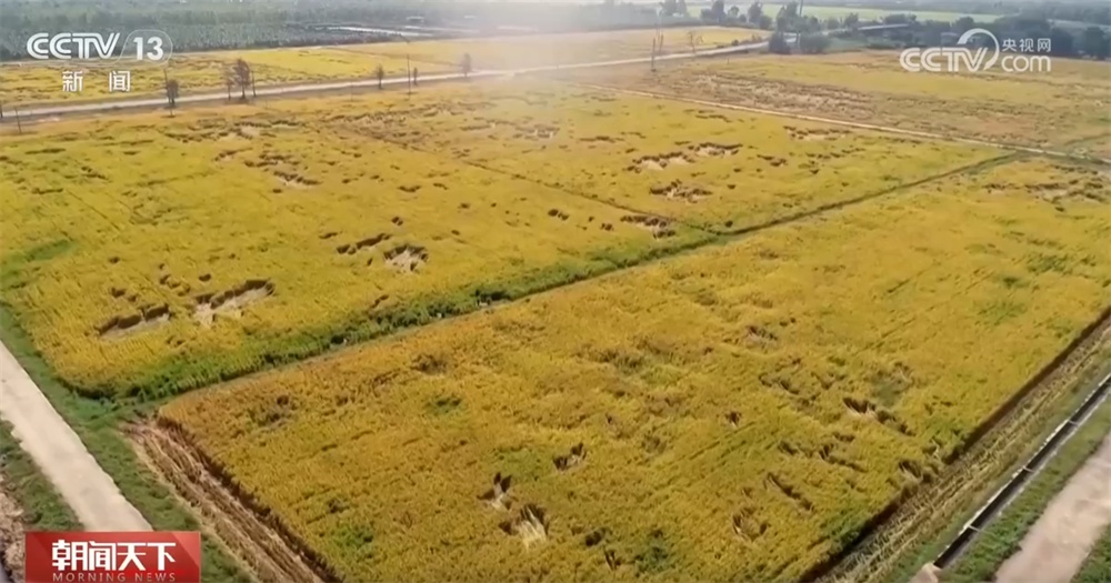 “良种+良法+良技”让盐碱地变良田 希望的田野绘就好“丰”景