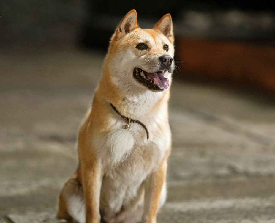 内娱7岁“打工狗”被称老戏骨,出道和肖战合作,经纪人回应:片酬比18线演员高 内娱7岁“打工狗”被称老戏骨,出道和肖战合作,经纪人回应:片酬比18线演员高