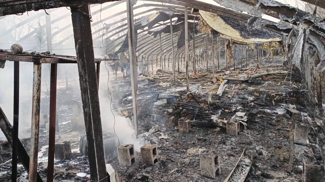 1200只鸭子一夜消失！凶手竟是TA？