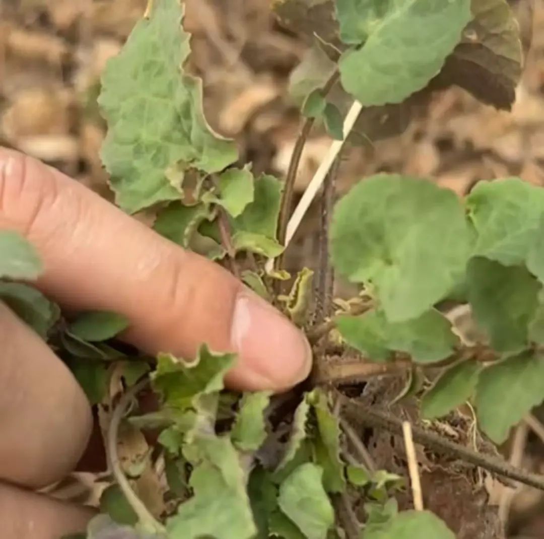 “三月荠菜正鲜嫩”,出门“打野”需谨慎 “三月荠菜正鲜嫩”,出门“打野”需谨慎