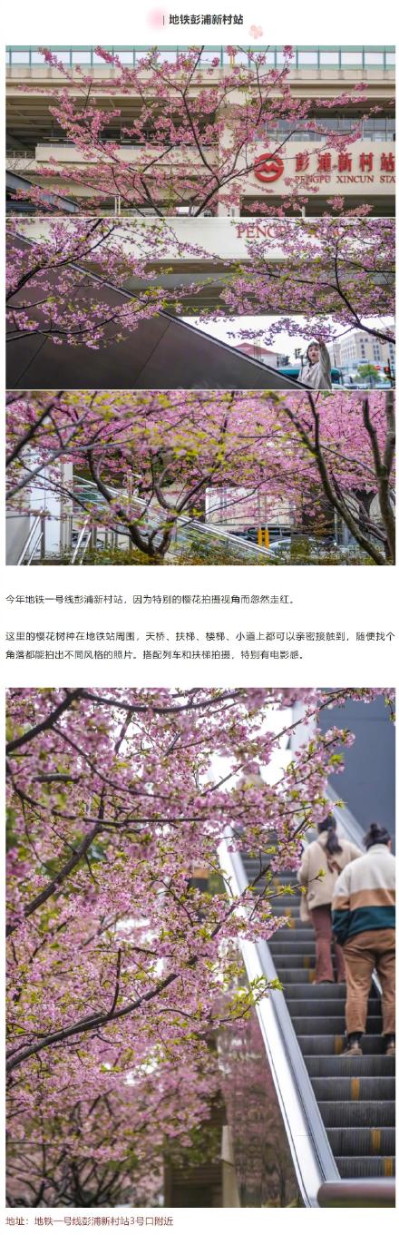 上海这波早樱6个地方美出圈，你去过哪个？