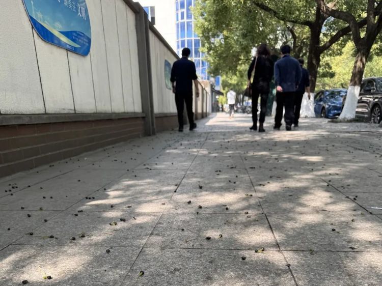 当心！近期江苏街头大量出现紫黑色的香樟树籽，沾上果浆很难清洗