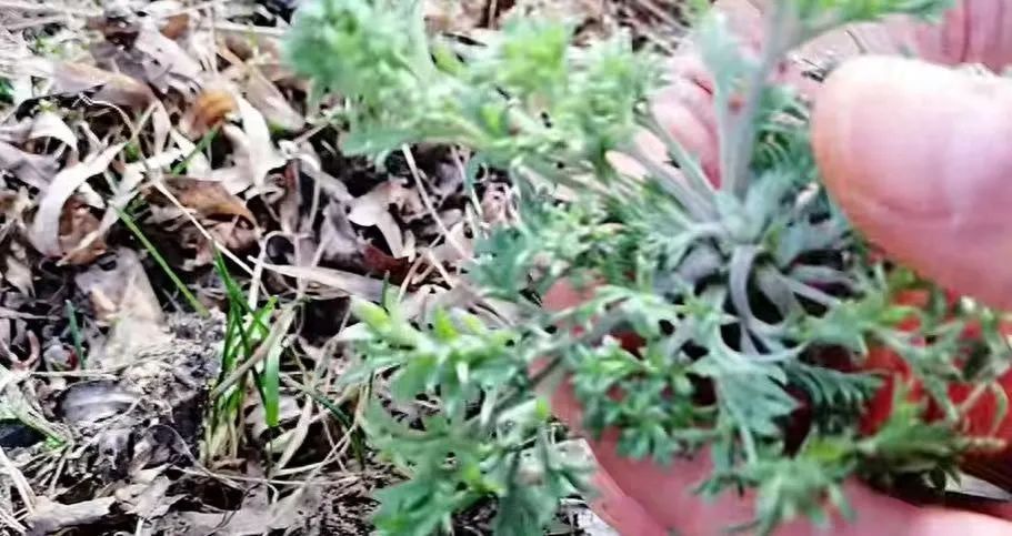 “三月荠菜正鲜嫩”,出门“打野”需谨慎 “三月荠菜正鲜嫩”,出门“打野”需谨慎