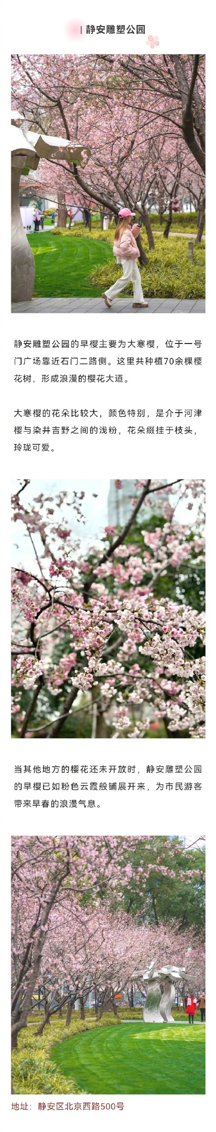 上海这波早樱6个地方美出圈，你去过哪个？