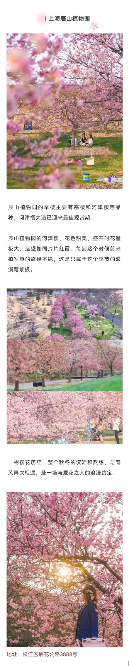 上海这波早樱6个地方美出圈，你去过哪个？