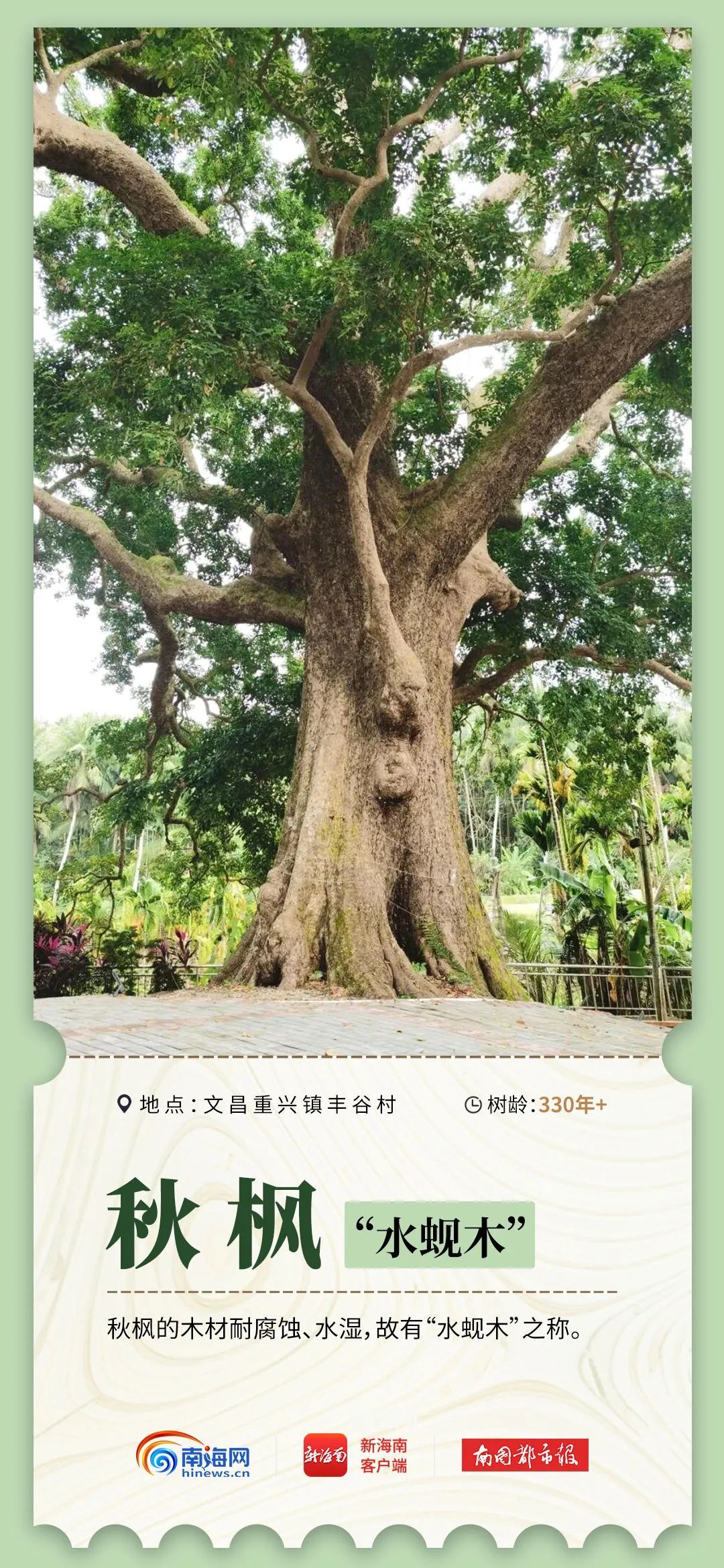 2600岁、1500岁……海南现存17864株古树名木