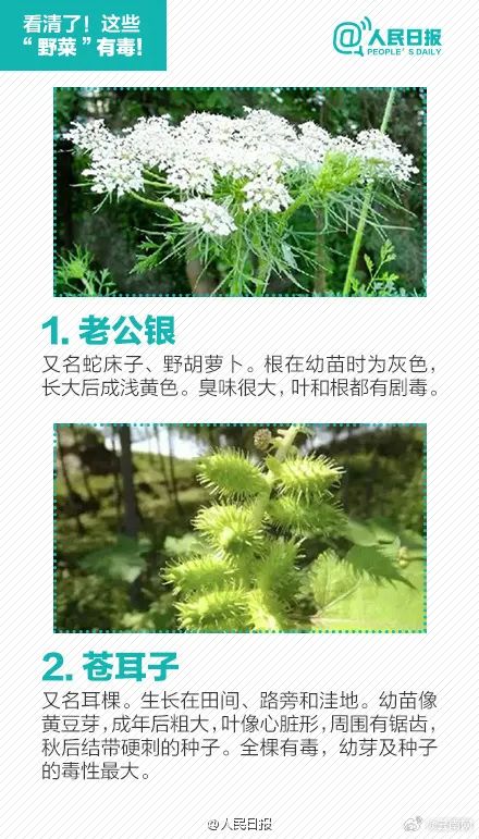 警惕！误采误食可能危及生命，云南发布安全提示