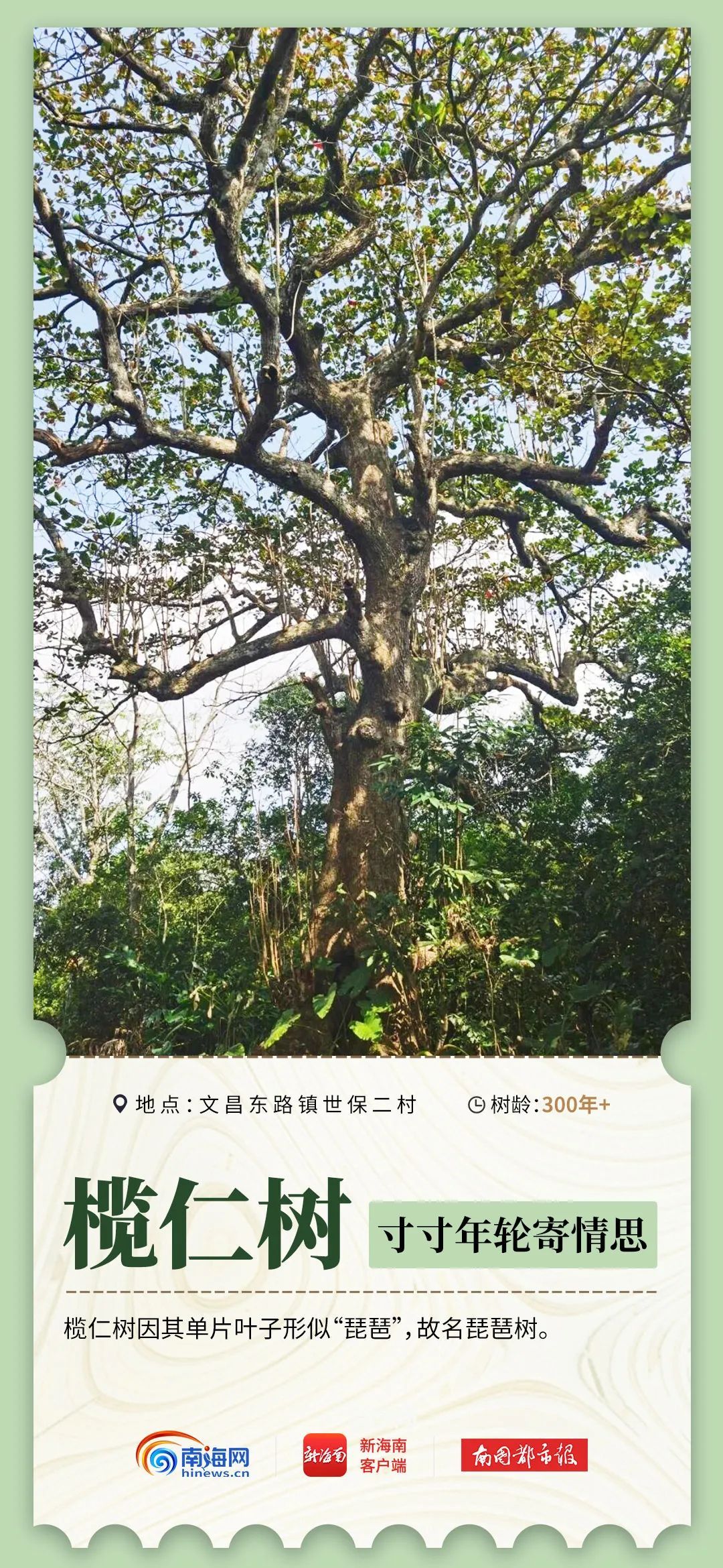 2600岁、1500岁……海南现存17864株古树名木