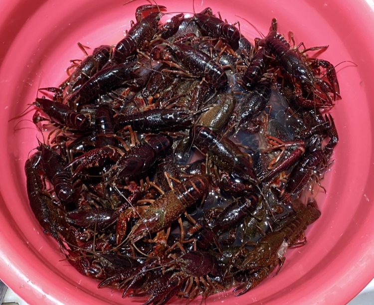 夏季“顶流”已上市！合肥人超爱！老板：等等更便宜