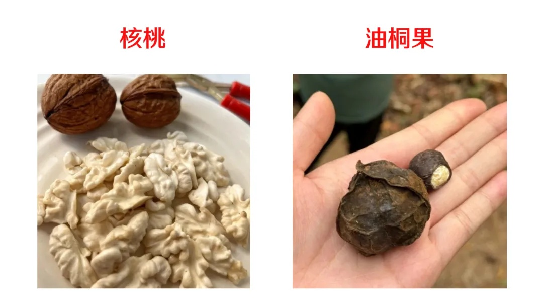 春季踏青，这些野味不要采，不能吃！