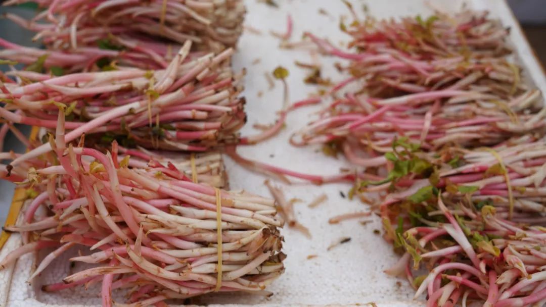 春菜抢占C位 又到把春天吃进嘴里的时节