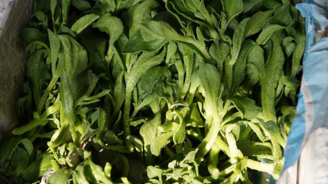 春菜抢占C位 又到把春天吃进嘴里的时节