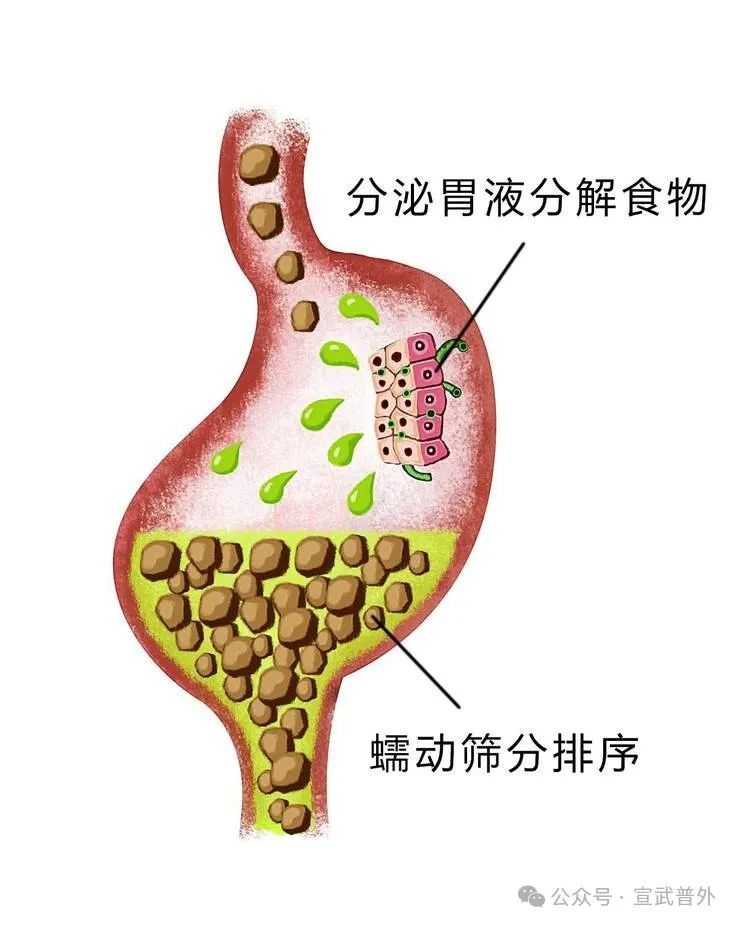 经常反酸、烧心，是怎么了？