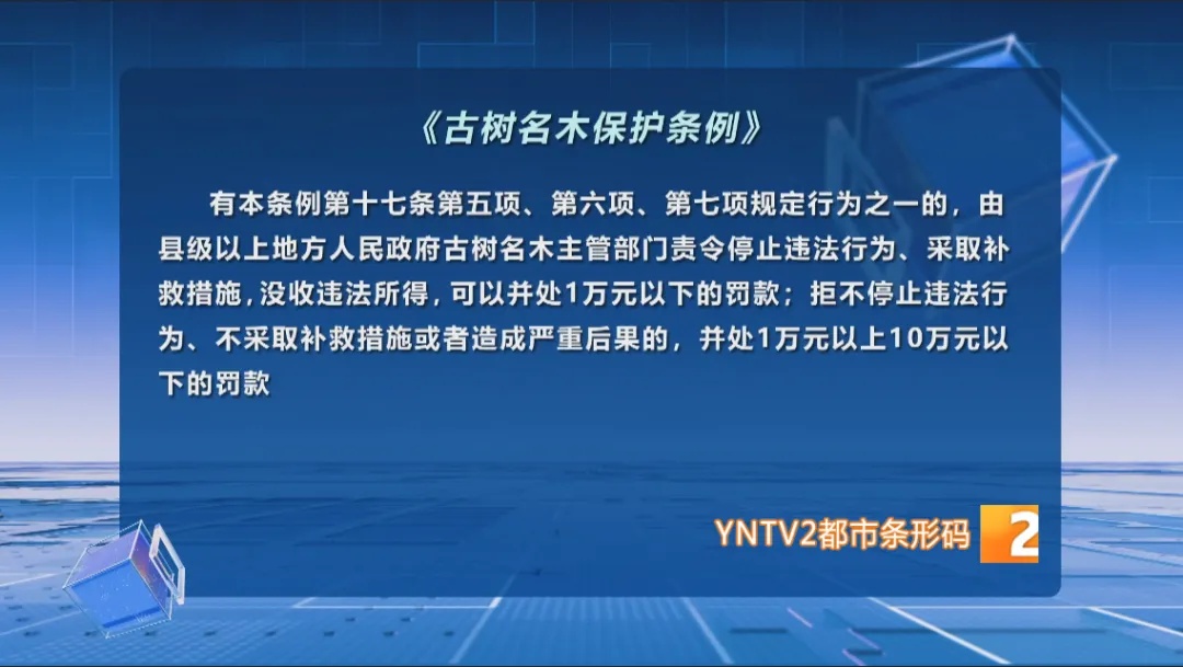 偷采百年古树果实？男子被行政处罚！