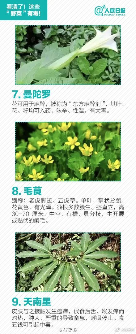 警惕！误采误食可能危及生命，云南发布安全提示