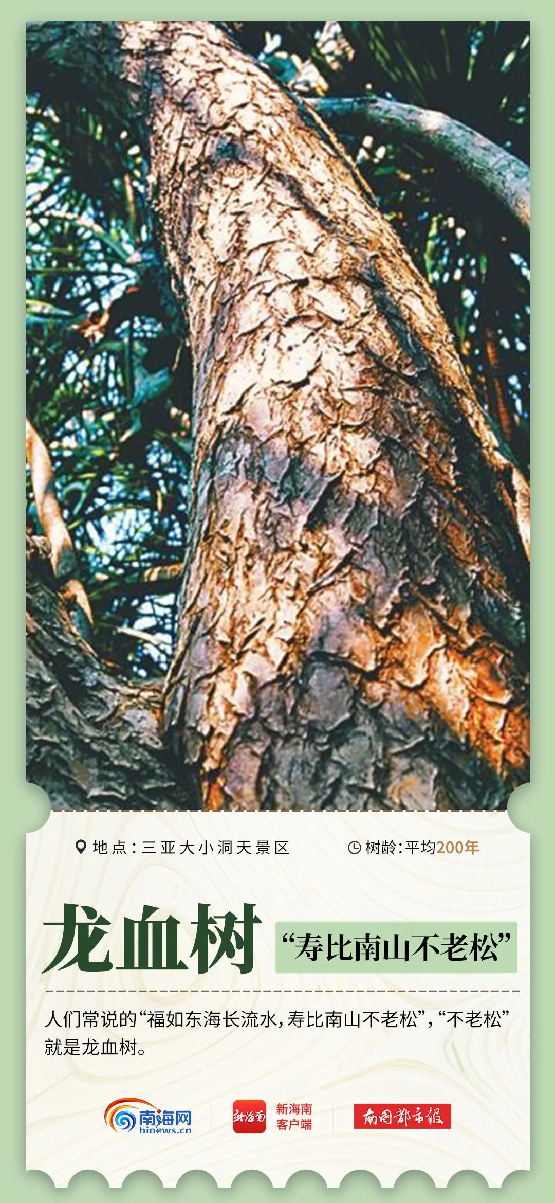 2600岁、1500岁……海南现存17864株古树名木