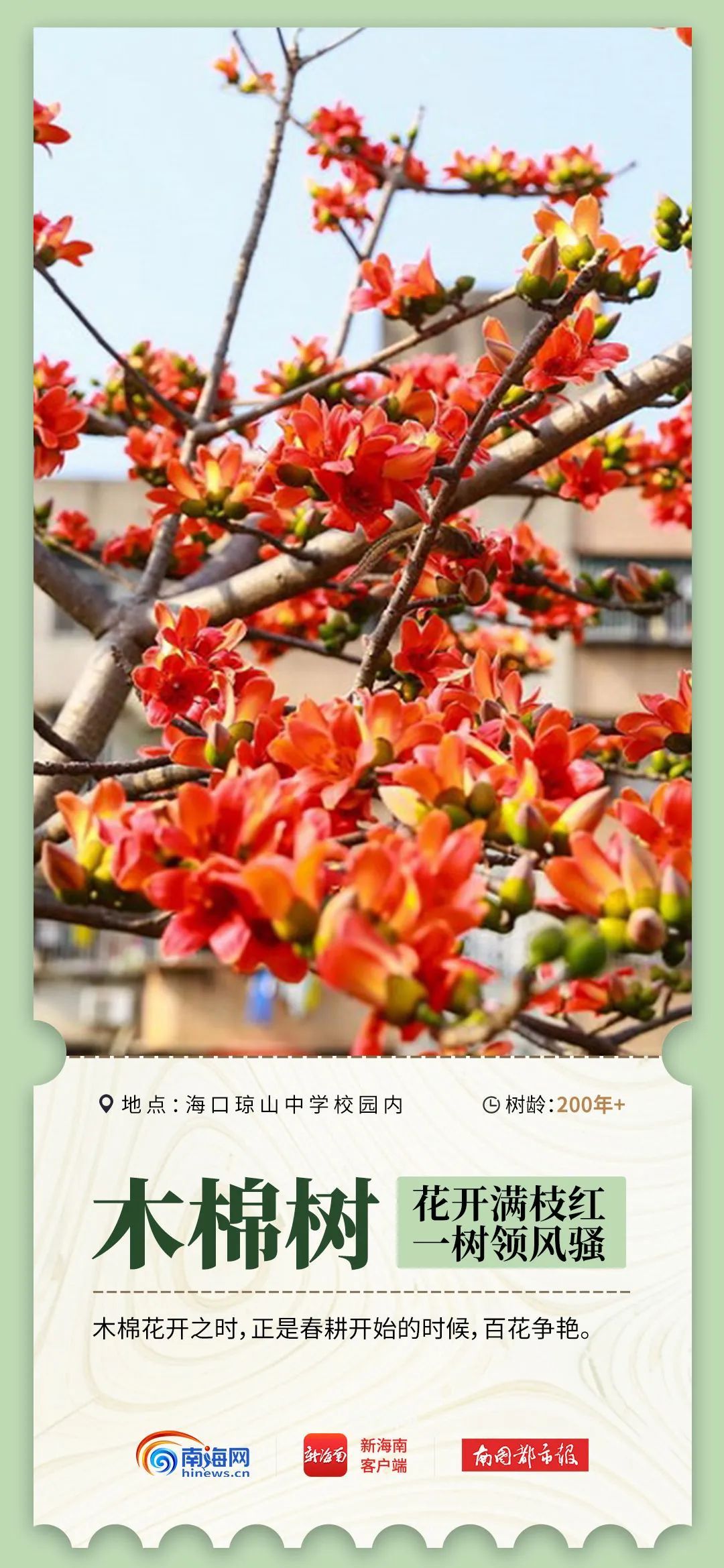 2600岁、1500岁……海南现存17864株古树名木