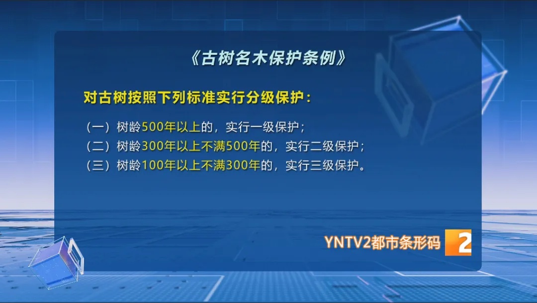 偷采百年古树果实？男子被行政处罚！