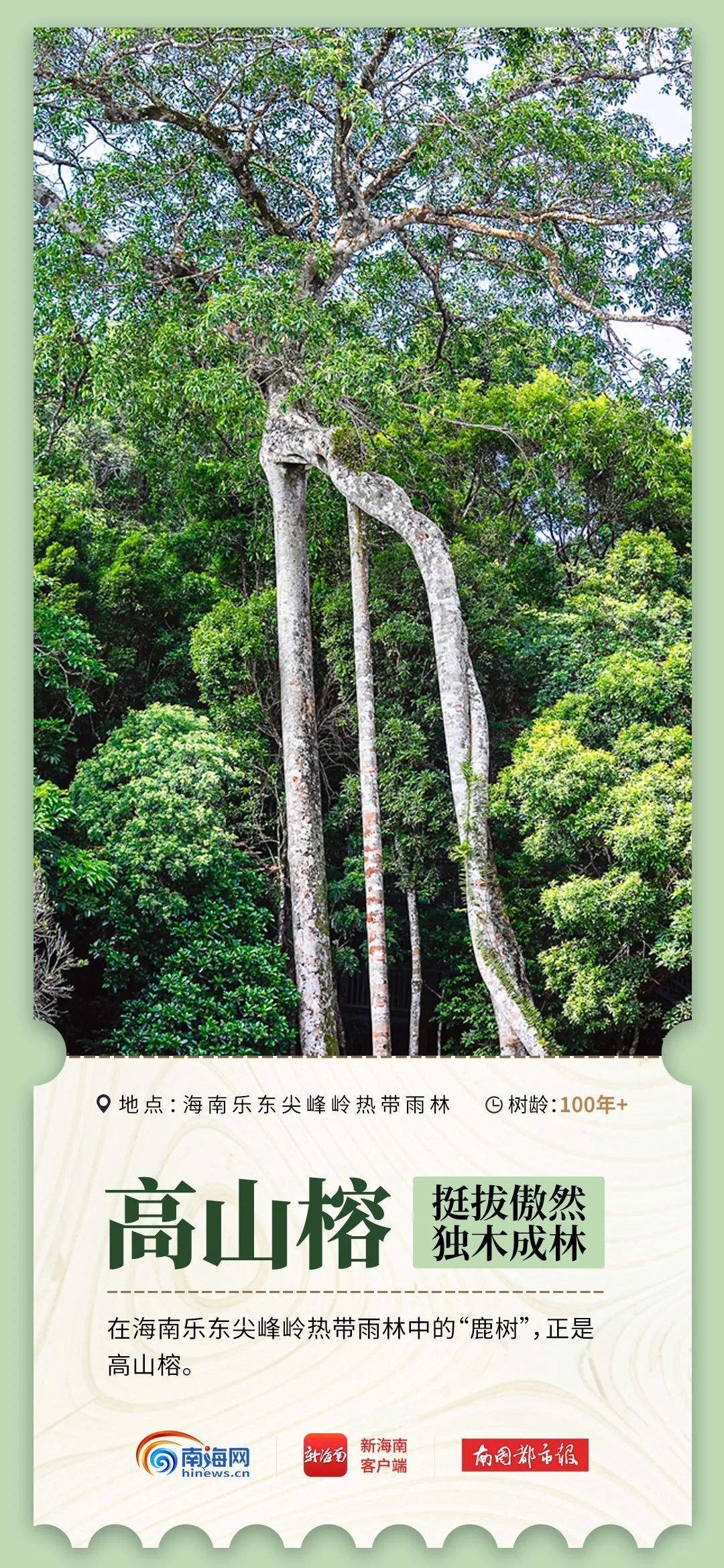 2600岁、1500岁……海南现存17864株古树名木