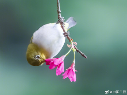 樱花烂漫！暗绿绣眼鸟花间起舞相映成趣