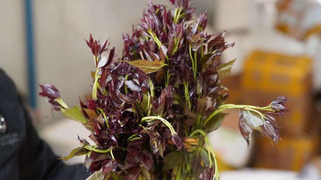 春菜抢占C位 又到把春天吃进嘴里的时节